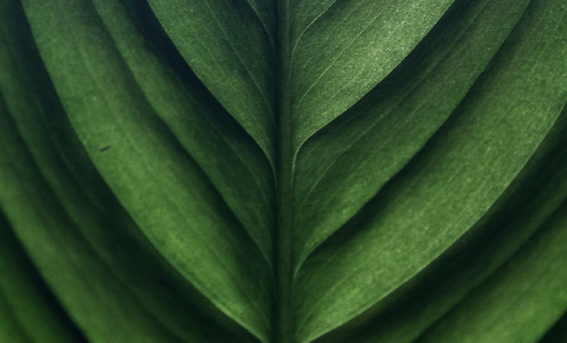 Detalle de hoja verde a contraluz